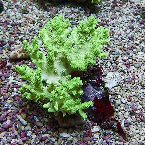 【サンゴ現物15】トサカ.sp 10-10cm沖縄産!15時までのご注文で当日発送 ...