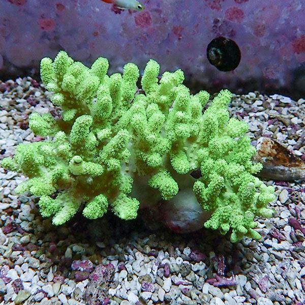 【サンゴ現物16】トサカ.sp 11-9cm沖縄産!15時までのご注文で当日発送 ...