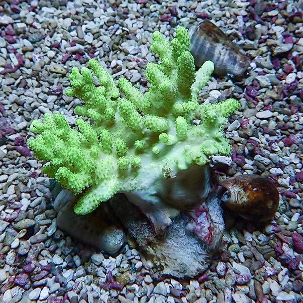 【サンゴ現物17】トサカ.sp 7-9cm沖縄産!15時までのご注文で当日発送 【...