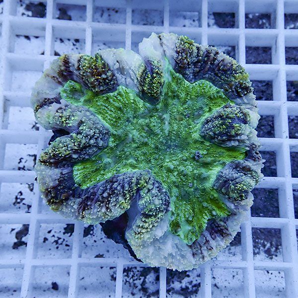 【サンゴ現物1】★ハナガタサンゴ !15時までのご注文で当日発送(t134