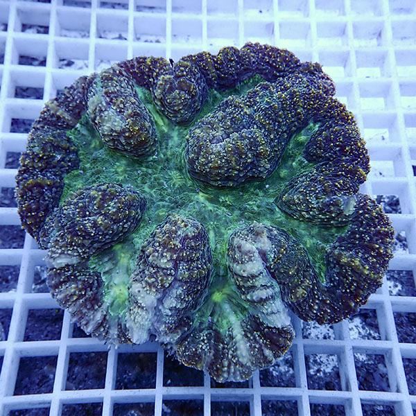 【サンゴ現物3】★ハナガタサンゴ!15時までのご注文で当日発送(t134