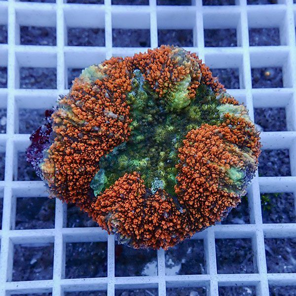 【サンゴ現物5】★ハナガタサンゴ !15時までのご注文で当日発送(t134