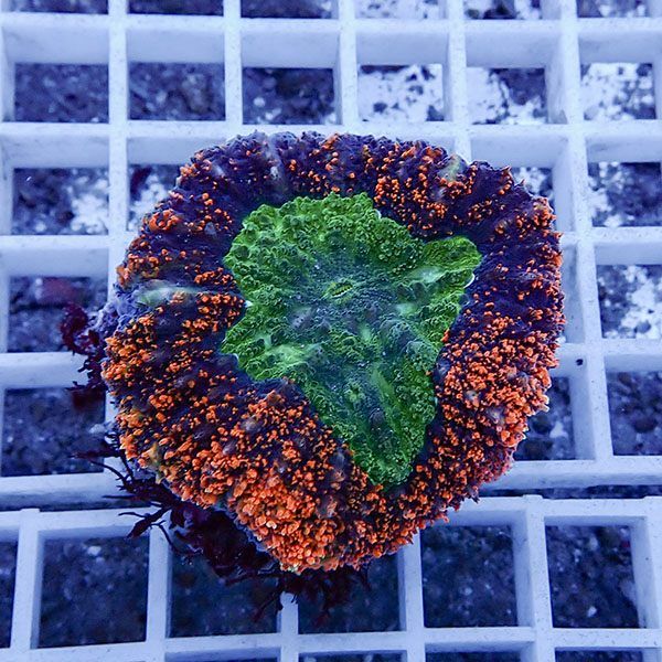 【サンゴ現物6】★ハナガタサンゴ !15時までのご注文で当日発送(t134