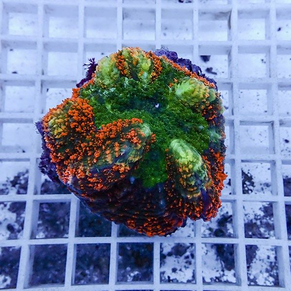 【サンゴ現物7】★ハナガタサンゴ !15時までのご注文で当日発送(t134