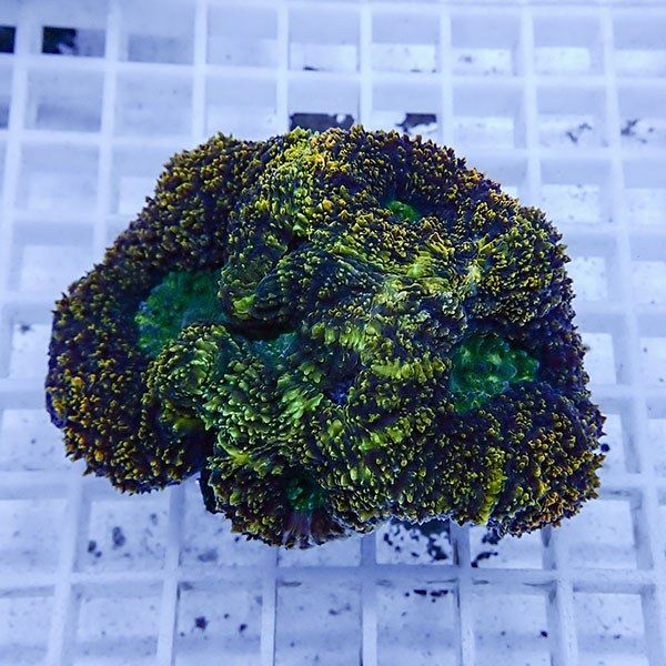 【サンゴ現物8】★ハナガタサンゴ!15時までのご注文で当日発送(t134