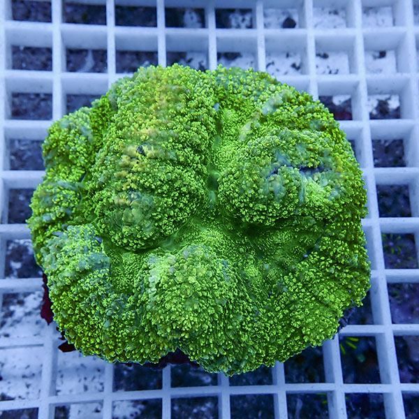 【サンゴ現物9】★ハナガタサンゴ !15時までのご注文で当日発送(t134