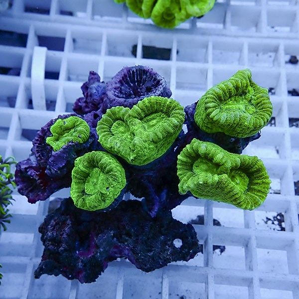 【サンゴ現物3】タバネサンゴ! 15時までのご注文で当日発送 【サンゴ】