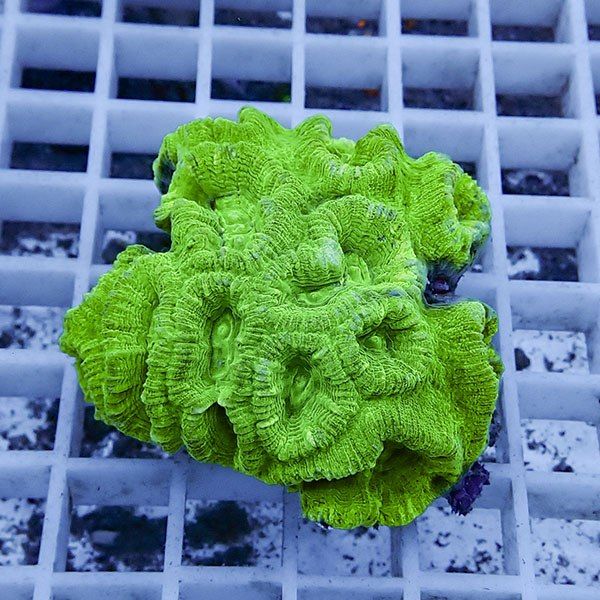 【サンゴ現物6】タバネサンゴ! 15時までのご注文で当日発送 【サンゴ】