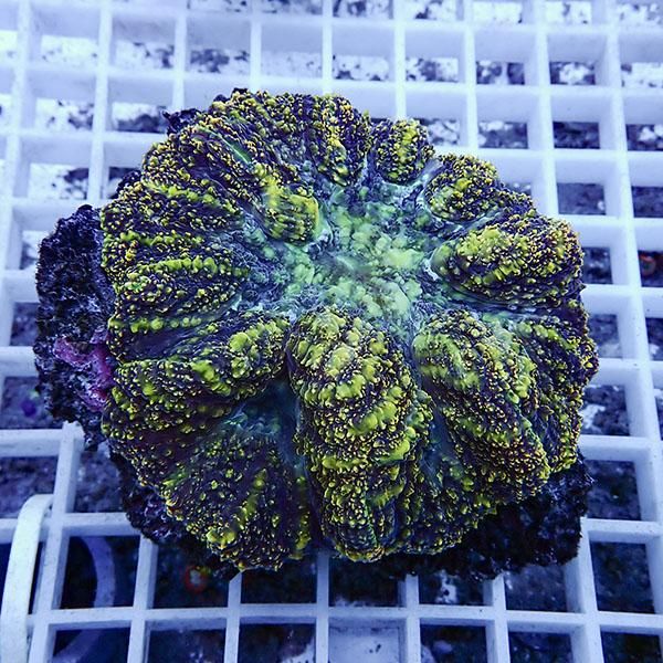 【サンゴ現物11】★ハナガタサンゴ !15時までのご注文で当日発送(t134