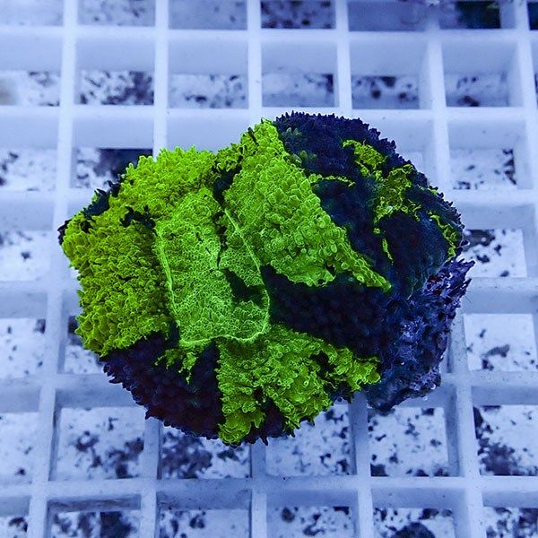 【サンゴ現物12】★ハナガタサンゴ !15時までのご注文で当日発送(t134