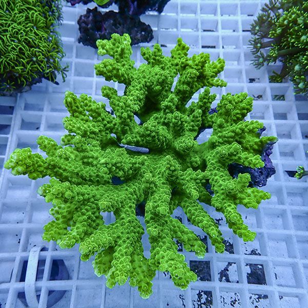 【サンゴ現物62】台無しブリードミドリイシ !15時までのご注文で当日発...