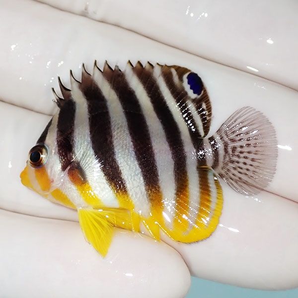 【現物21】シマヤッコ 4cm±! 海水魚 生体 15時までのご注文で当日発送(t...