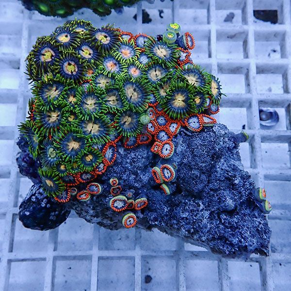 【サンゴ現物5】マメスナギンチャク !15時までのご注文で当日発送(t144