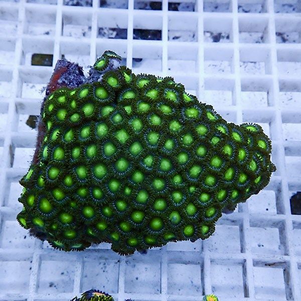 【サンゴ現物6】マメスナギンチャク !15時までのご注文で当日発送(t144