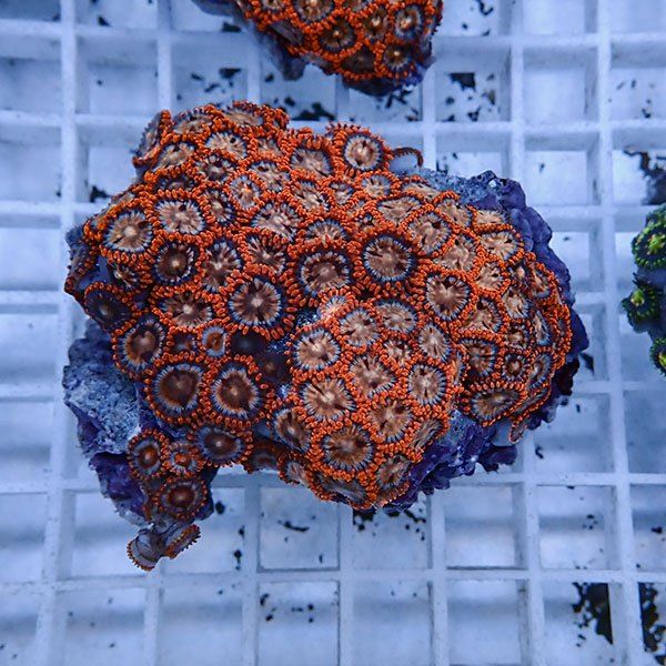 【サンゴ現物7】マメスナギンチャク !15時までのご注文で当日発送(t144