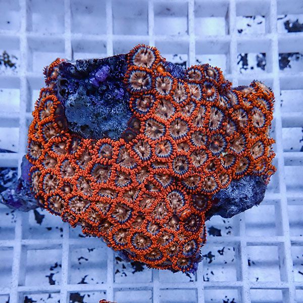 【サンゴ現物8】マメスナギンチャク !15時までのご注文で当日発送(t144