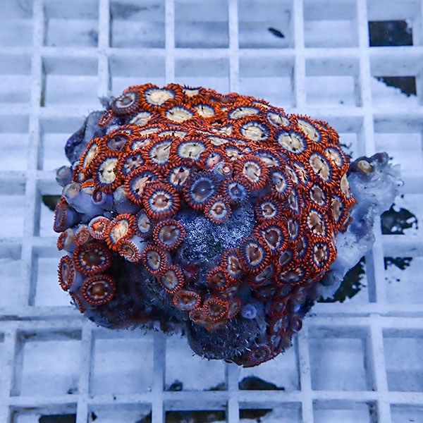 【サンゴ現物10】マメスナギンチャク !15時までのご注文で当日発送(t144