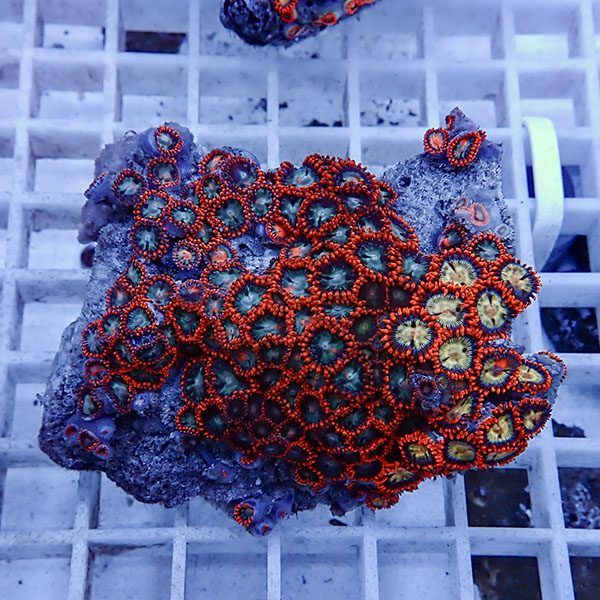 【サンゴ現物11】マメスナギンチャク !15時までのご注文で当日発送(t144