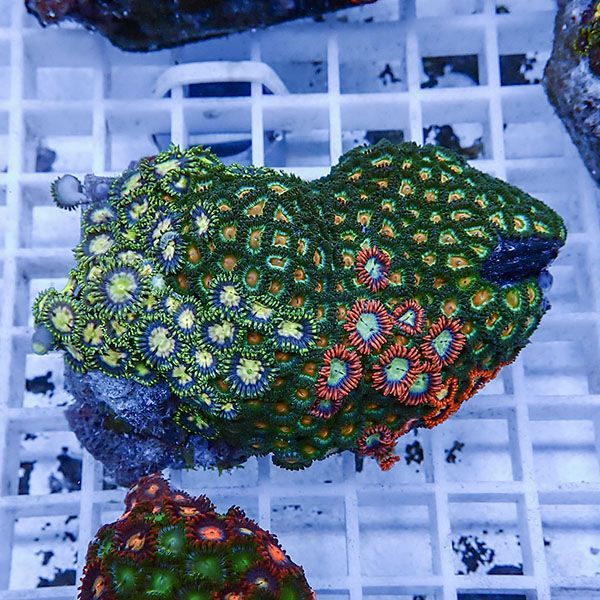 【サンゴ現物15】マメスナギンチャク !15時までのご注文で当日発送(t144