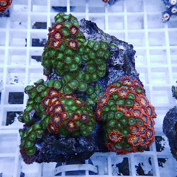 【サンゴ現物16】マメスナギンチャク !15時までのご注文で当日発送(t144