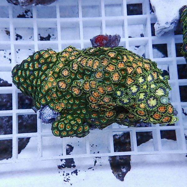 【サンゴ現物17】マメスナギンチャク !15時までのご注文で当日発送(t144