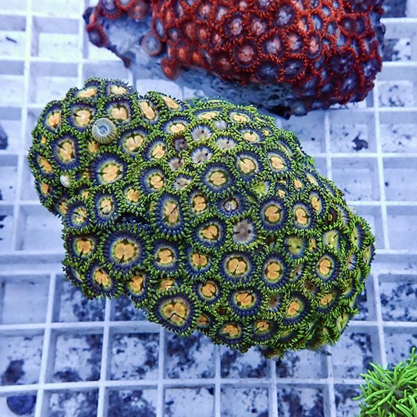 【サンゴ現物18】マメスナギンチャク !15時までのご注文で当日発送(t144