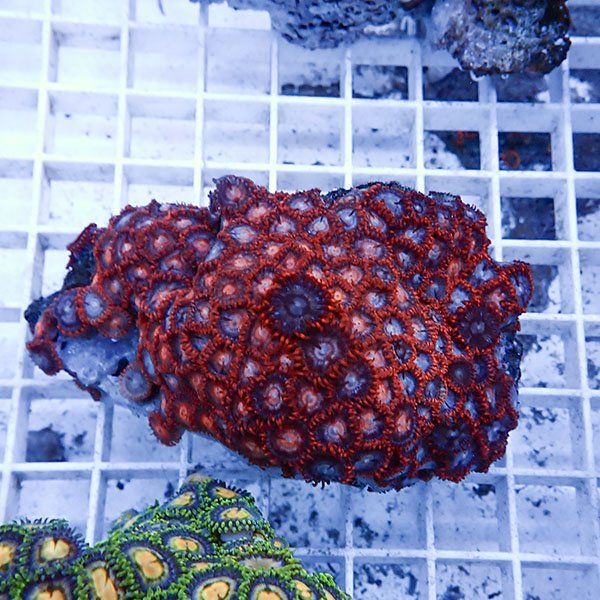 【サンゴ現物19】マメスナギンチャク !15時までのご注文で当日発送(t144