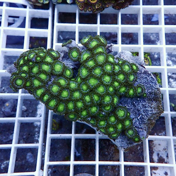 【サンゴ現物20】マメスナギンチャク !15時までのご注文で当日発送(t144