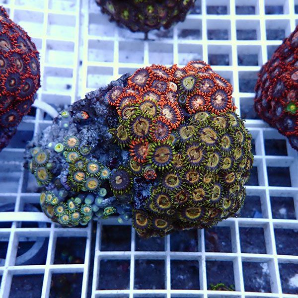 【サンゴ現物21】マメスナギンチャク !15時までのご注文で当日発送(t144