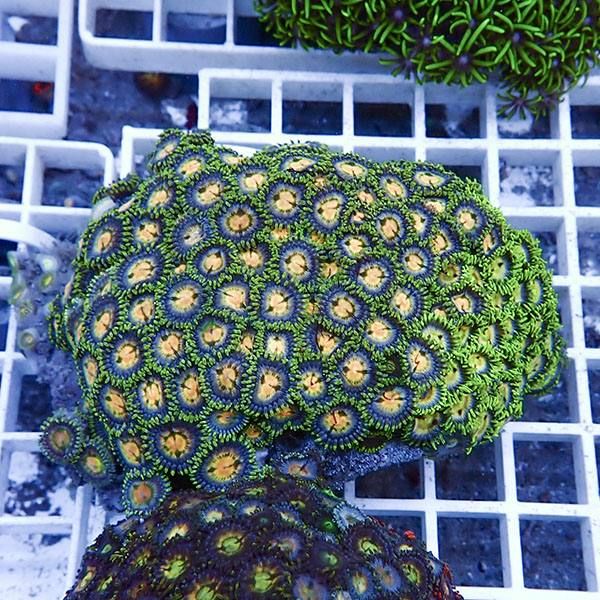 【サンゴ現物23】マメスナギンチャク !15時までのご注文で当日発送(t144