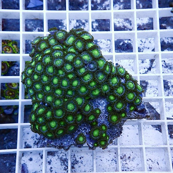 【サンゴ現物24】マメスナギンチャク !15時までのご注文で当日発送(t144