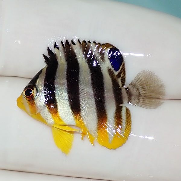 【現物23】シマヤッコ 3cm±! 海水魚 生体 15時までのご注文で当日発送(t...