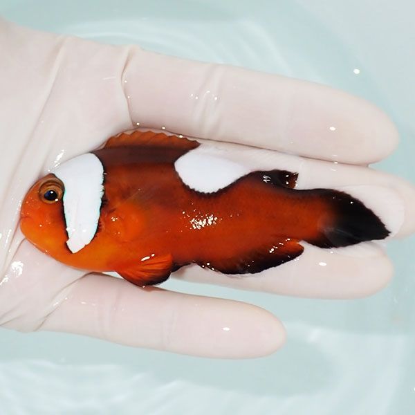【現物1】トウアカクマノミ big 10cm± ! wild 海水魚 クマノミ(t111(t207