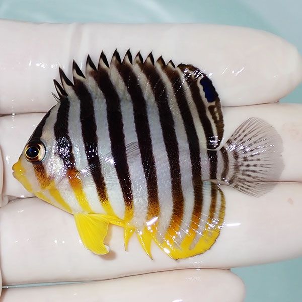 【現物24】シマヤッコ 4.5cm±! 海水魚 生体 15時までのご注文で当日発送...