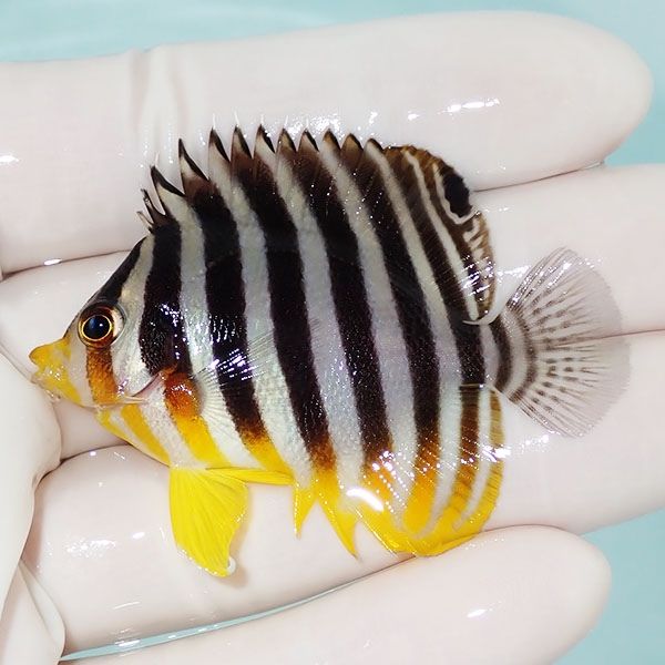【現物26】シマヤッコ 5.5cm±! 海水魚 生体 15時までのご注文で当日発送...