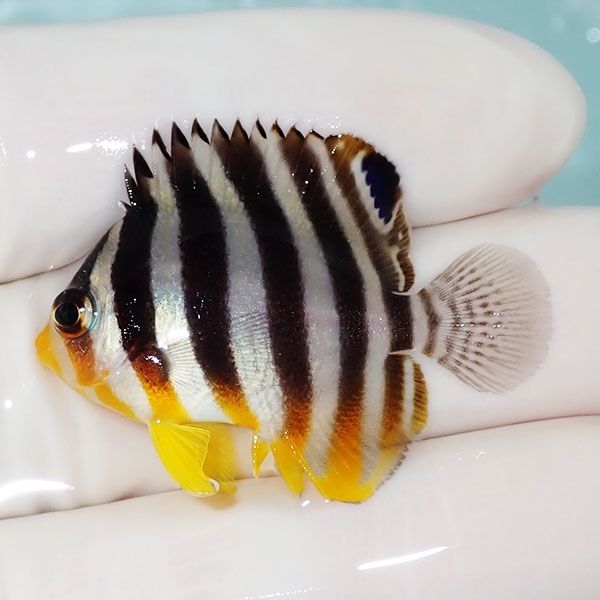 【現物28】シマヤッコ 4.7cm±! 海水魚 生体 15時までのご注文で当日発送...