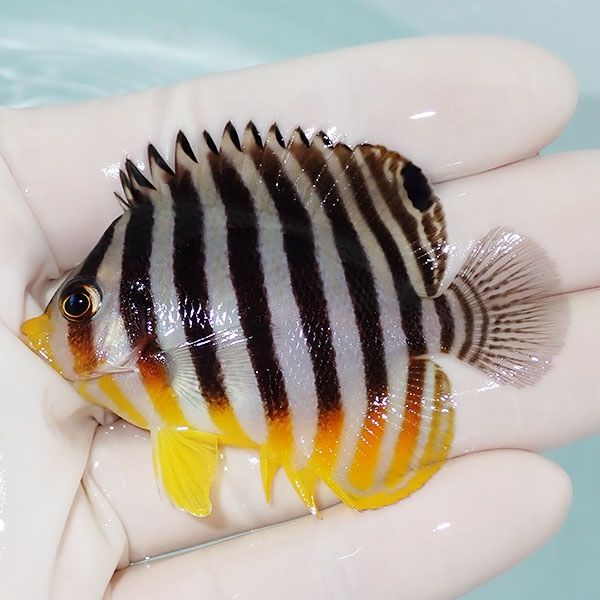 【現物31】シマヤッコ 6.5cm±! 海水魚 生体 15時までのご注文で当日発送...