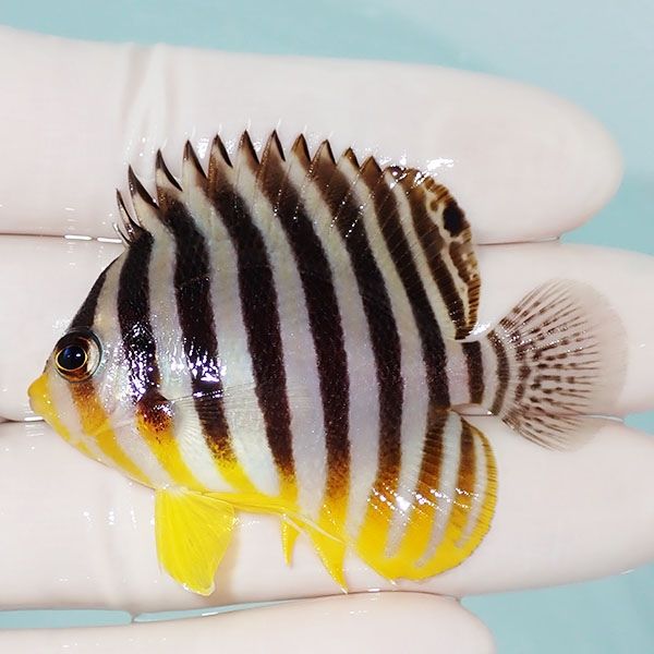 【現物32】シマヤッコ 5.7cm±! 海水魚 生体 15時までのご注文で当日発送...