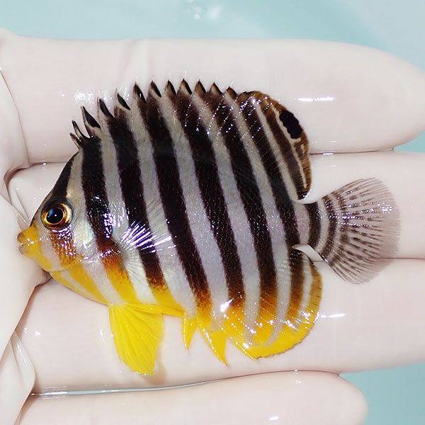 【現物33】シマヤッコ 6cm±! 海水魚 生体 15時までのご注文で当日発送(t...