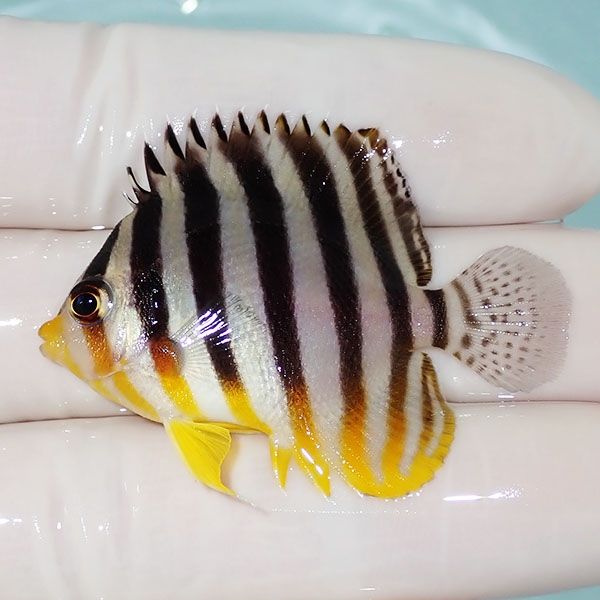 【現物34】シマヤッコ 4.8cm±! 海水魚 生体 15時までのご注文で当日発送...