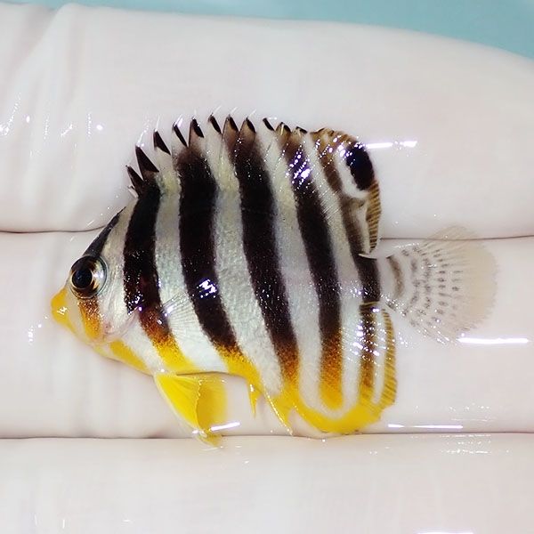 【現物36】シマヤッコ 3.5cm±! 海水魚 生体 15時までのご注文で当日発送...
