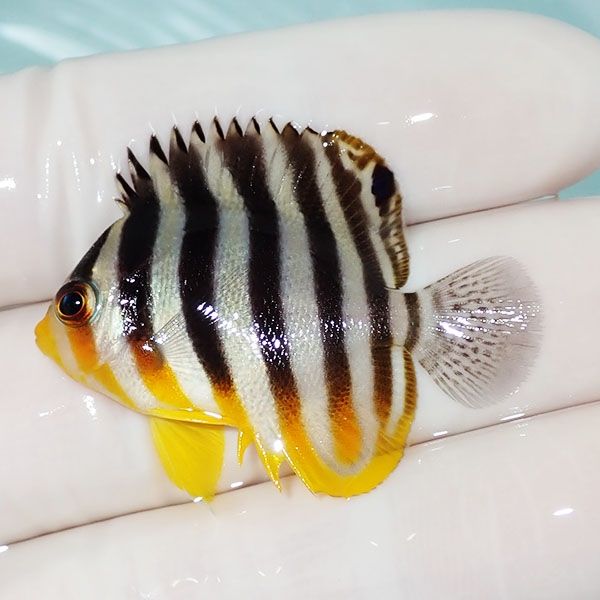 【現物37】シマヤッコ 4cm±! 海水魚 生体 15時までのご注文で当日発送(t...
