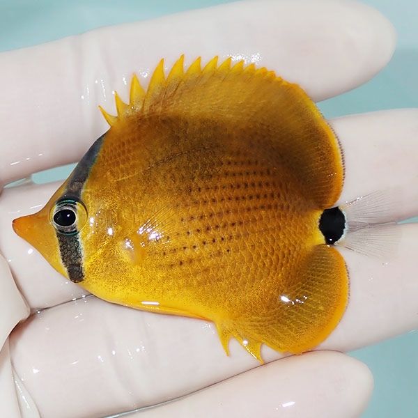 【現物1】レモンチョウ 6cm±! 海水魚 チョウチョウウオ 15時までのご...
