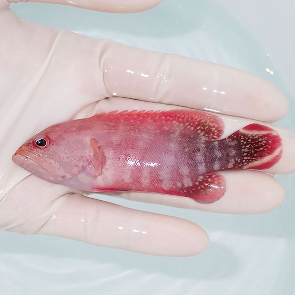 【現物2】ニジハタ 9cm± !海水魚 生体 15時までのご注文で当日発送(t120...