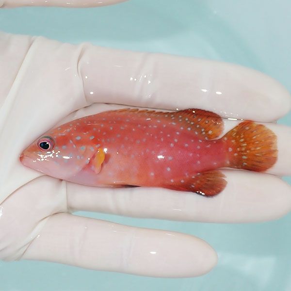 【現物1】ハタsp. 8cm± !海水魚 生体 15時までのご注文で当日発送(t120