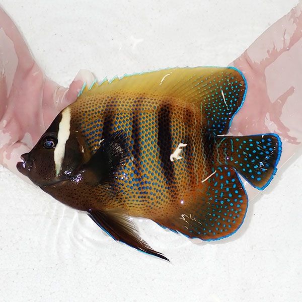 【現物4】ロクセンヤッコ 成魚 19.5cm± ! 海水魚 ヤッコ 15時までのご注...