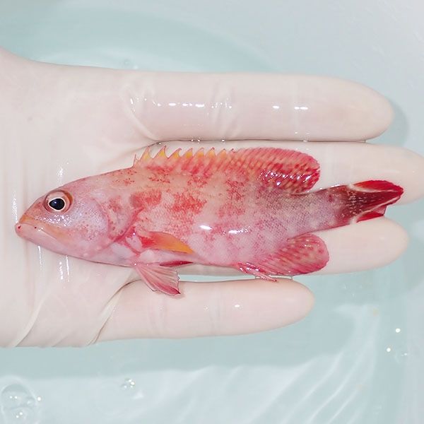 【現物3】スレ有りニジハタ 10.5cm± !ハタ 海水魚 生体 15時までのご注...