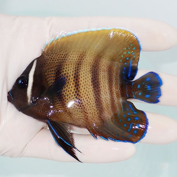 【現物1】ロクセンヤッコ 8.5cm± !海水魚 生体 15時までのご注文で当日...