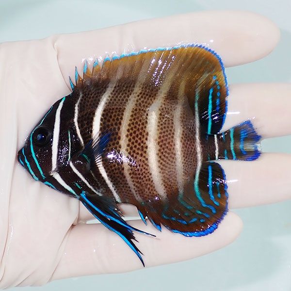 【現物2】ロクセンヤッコ 8cm± ! 海水魚 生体 15時までのご注文で当日発...