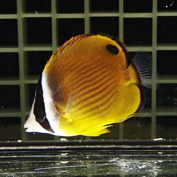 ナミチョウチョウウオ 6-8cm±! 海水魚 チョウチョウウオ !15時までのご...